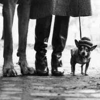 Elliott Ervitt (FEV75) Photographie. Une vie de chien. New York 1974. Tirage d'époque.  Archive de presse.   "Jai projeté une composition mentale et photographique sur eux, joué avec leur image grâce à des moyens géométriques et organisé le cadre afin quils deviennent miens."  La fascination dElliott Erwitt pour les chiens remonte aux années 40, alors quil arpentait appareil au poing les rues dHollywood, en adolescent solitaire. Plus tard, lorsquil parcourt ses planches-contacts, il réalise que les ch