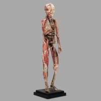 Small anatomical model of Dr. Auzoux