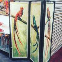 bird screen