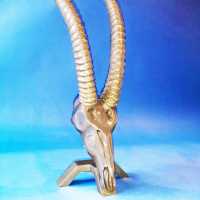 Dikran chromed bronze antelope head