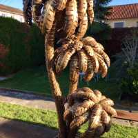 jansen gold palm