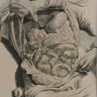 Bidloo surgical anatomy