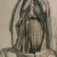 Throat dissection by Bidloo