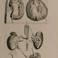 Anatomy of the viscera.