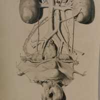 Bidloo surgical anatomy