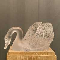 swan in profile
