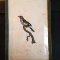 Dix lithographies d’oiseaux en noir et blanc du XIXème siècle