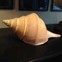 Coquillage, Pacifique