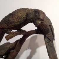 Perroquets bronze