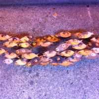 Sculpture murale « school of fish » de Curtis Jere1968