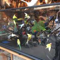 Diorama de 34 oiseaux, 2015