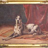 Tableau représentant  un dogue arlequin  grandeur nature XIXeme