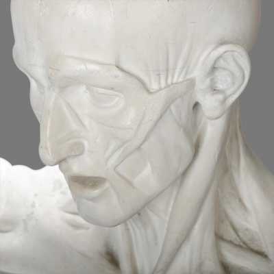 Two plaster skinned after Houdon