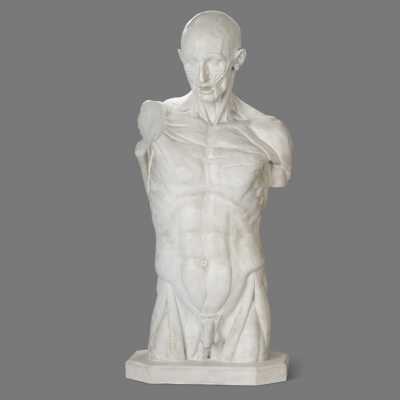 Two plaster skinned after Houdon