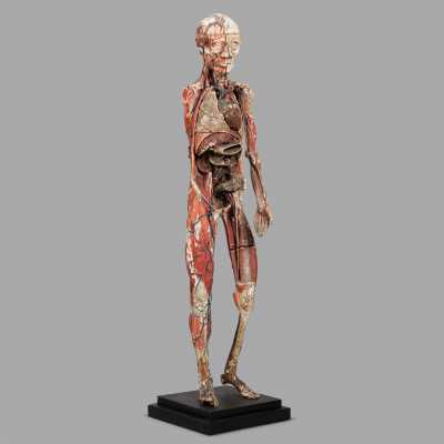 Small anatomical model of Dr. Auzoux