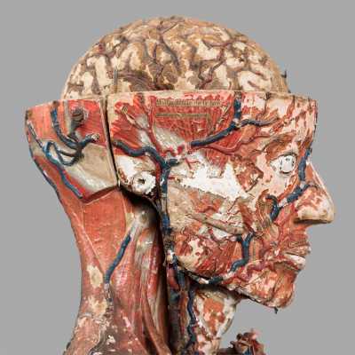 Small anatomical model of Dr. Auzoux