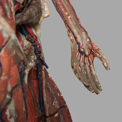Small anatomical model of Dr. Auzoux