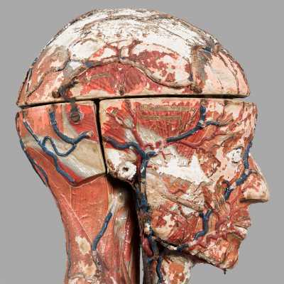 Small anatomical model of Dr. Auzoux
