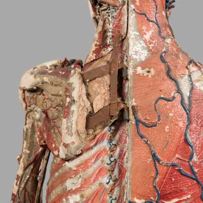 Small anatomical model of Dr. Auzoux