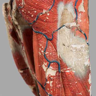 Small anatomical model of Dr. Auzoux