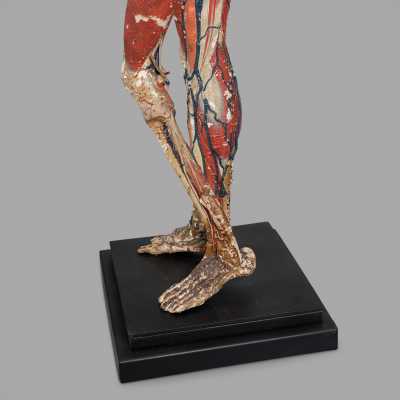 Small anatomical model of Dr. Auzoux
