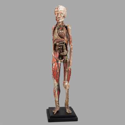 Small anatomical model of Dr. Auzoux