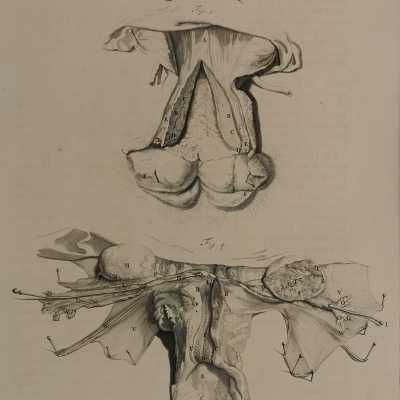 Anatomy of the viscera.