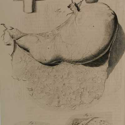Bidloo surgical anatomy