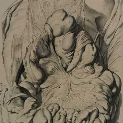Bidloo surgical anatomy