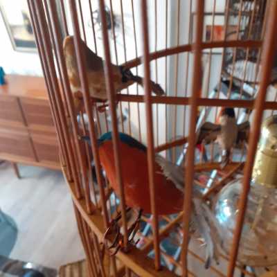 bamboo cage hanger