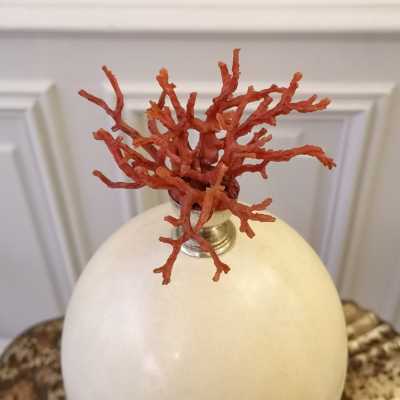 Ostrich egg with coral