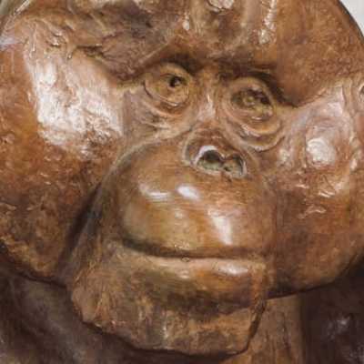 Orangutan