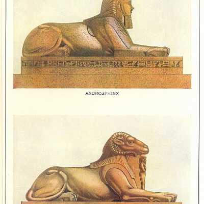 Aquarelle du Criosphinx, XIXème siècle