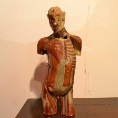 Écorché en papier maché, XIXème siècle
