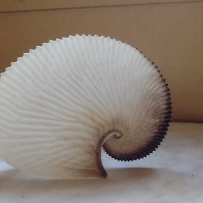 Argonaute collection