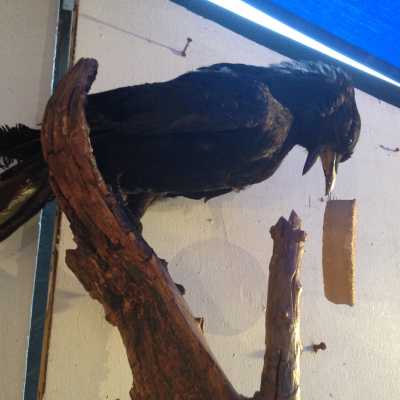 "Le corbeau et le renard", XXème siècle