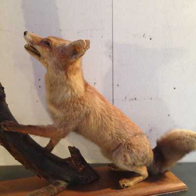 "Le corbeau et le renard", XXème siècle