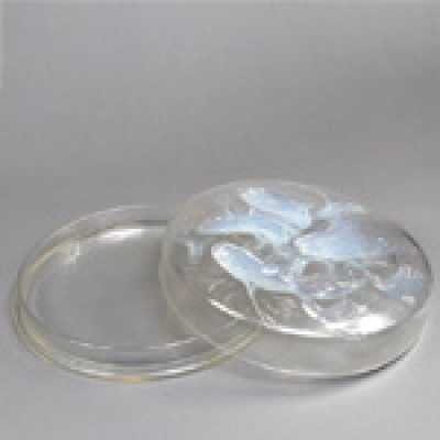 Boîte René Lalique, 1921