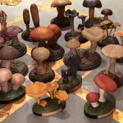 Série de dix-sept champignons en plâtre provenant d'une pharmacie, ca 1900